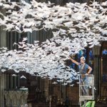 Origami Art Installation Cctv On Twitter Thousands Of White Doves Installed In Uks